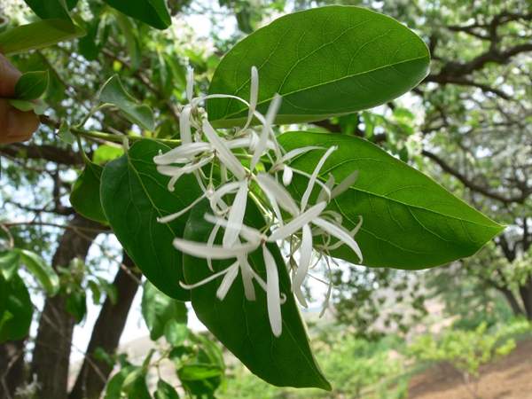 流蘇樹照片 流蘇樹照片