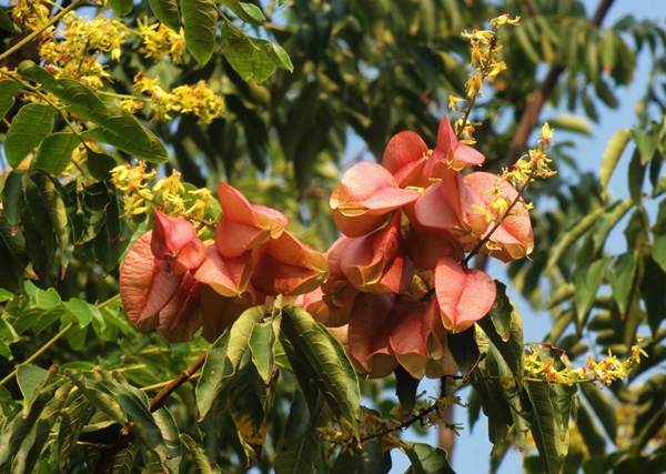 黃山欒樹 黃山欒樹