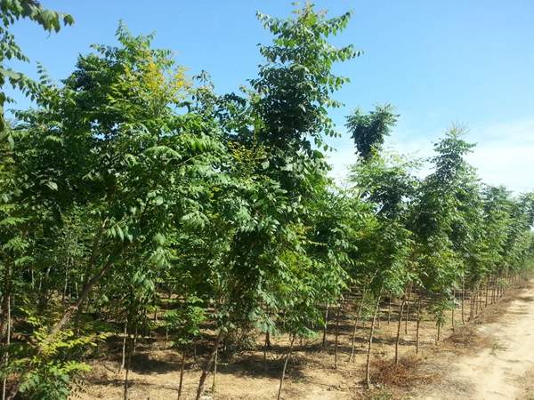 黃山欒樹 黃山欒樹