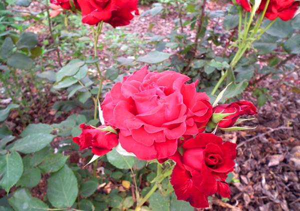 精品玫瑰 精品玫瑰