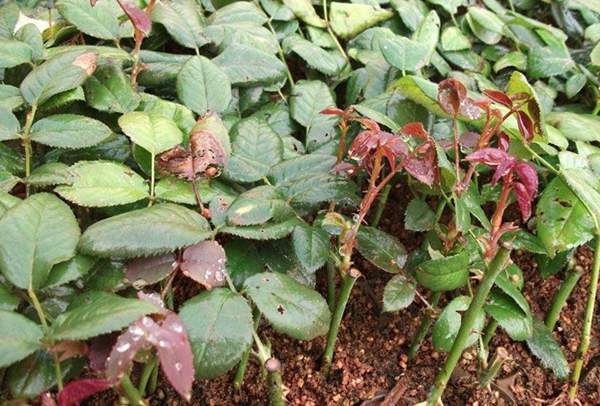 精品玫瑰 精品玫瑰