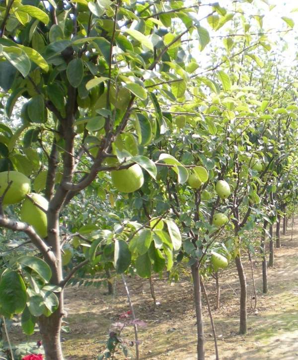 木瓜樹種植 木瓜樹種植