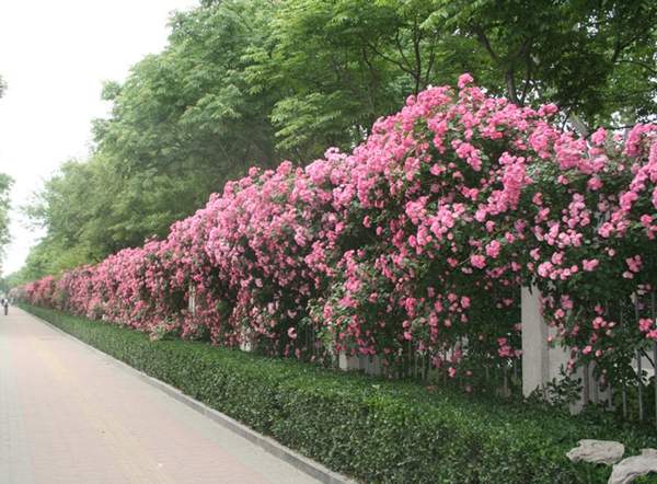 沭陽(yáng)薔薇花