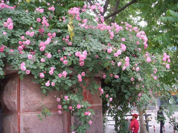 沭陽(yáng)薔薇花
