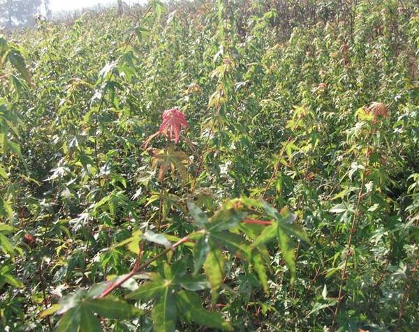 青楓綠化 青楓綠化