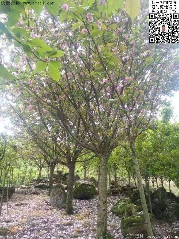 沭陽(yáng)大規(guī)格的櫻花樹(shù) 沭陽(yáng)大規(guī)格的櫻花樹(shù)