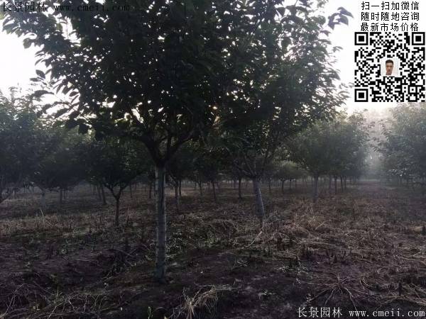 沭陽(yáng)大規(guī)格的櫻花樹(shù) 沭陽(yáng)大規(guī)格的櫻花樹(shù)