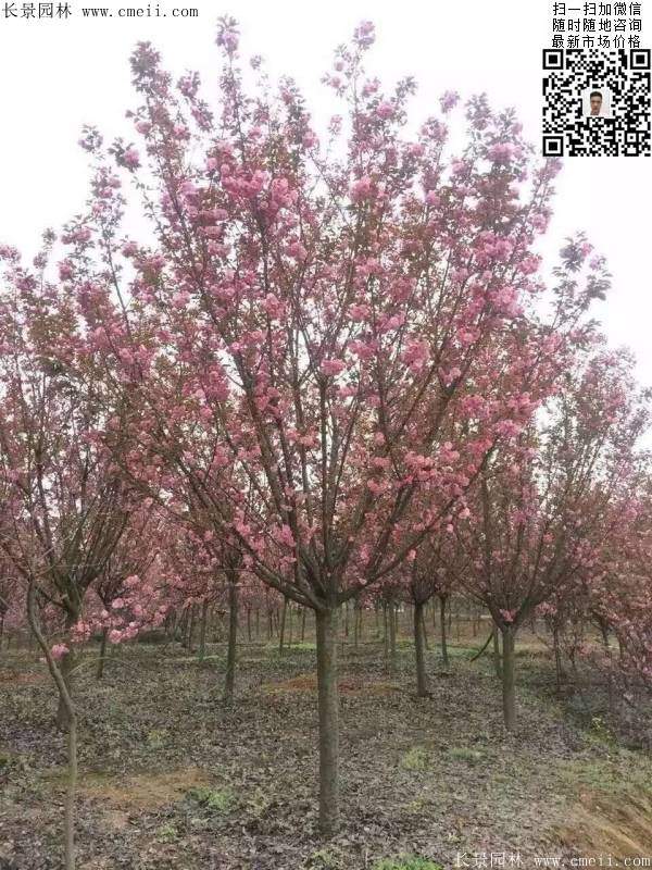 沭陽(yáng)大規(guī)格的櫻花樹(shù) 沭陽(yáng)大規(guī)格的櫻花樹(shù)
