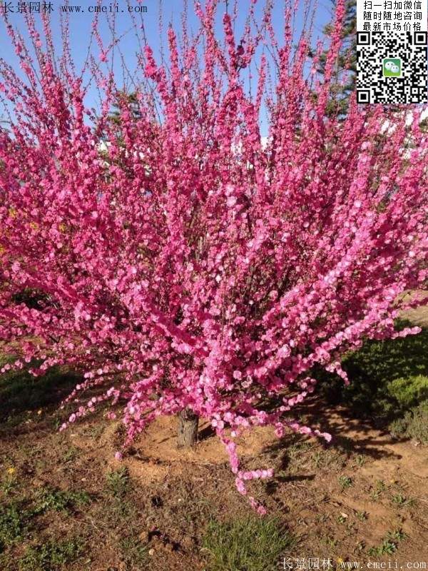 沭陽榆葉梅的價格 沭陽榆葉梅的價格