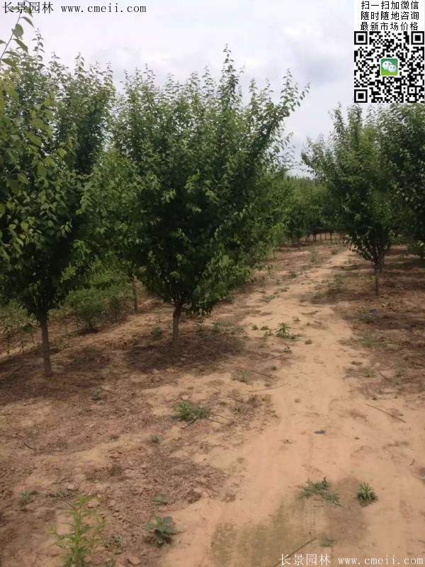 華東榆葉梅樹 華東榆葉梅樹