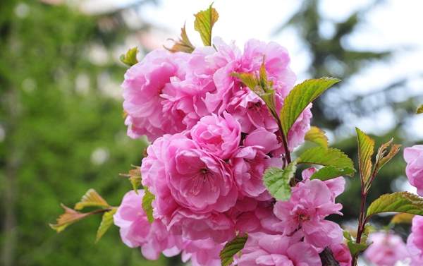 沭陽榆葉梅規格