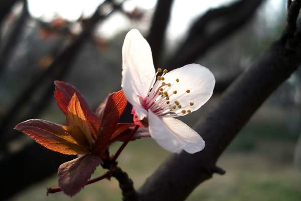紫葉李基地 紫葉李基地