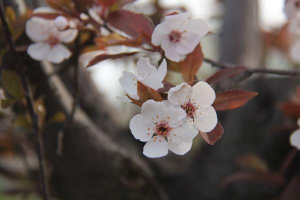 紫葉李產(chǎn)地 紫葉李產(chǎn)地