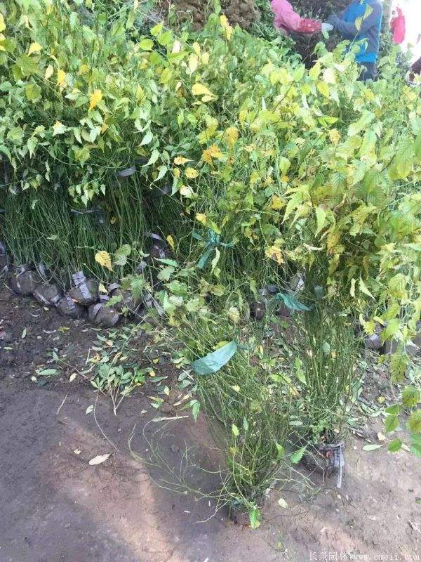 棣棠花產(chǎn)地 棣棠花產(chǎn)地