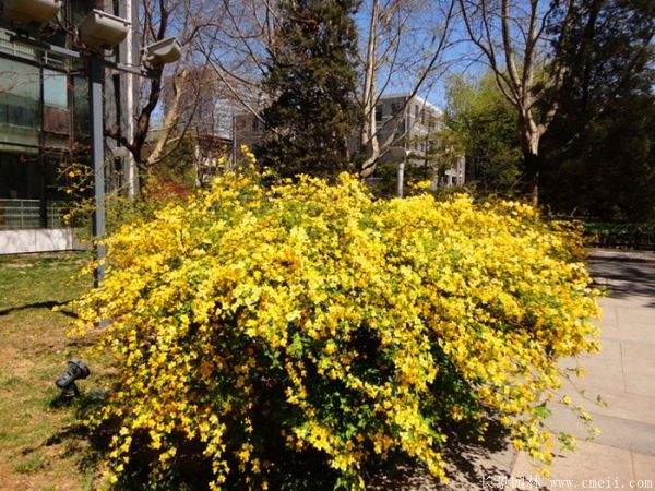 叢生棣棠花 叢生棣棠花