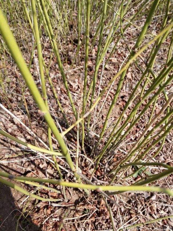 沭陽(yáng)棣棠苗