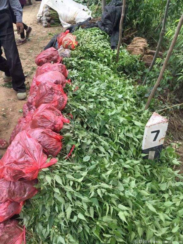 沭陽棣棠花 沭陽棣棠花