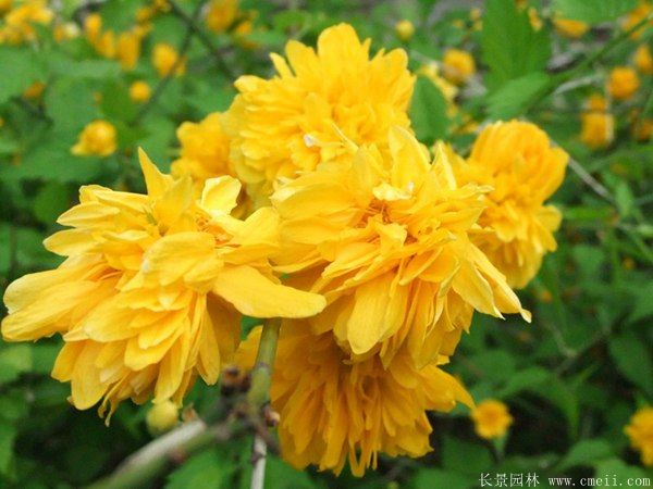 江蘇棣棠花價格