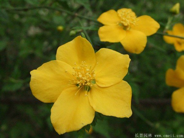 沭陽單重瓣棣棠花價格 沭陽單重瓣棣棠花價格