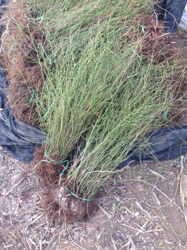 2016沭陽的棣棠價(jià)格