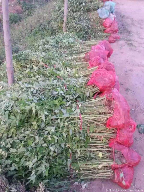 優質精品棣棠花