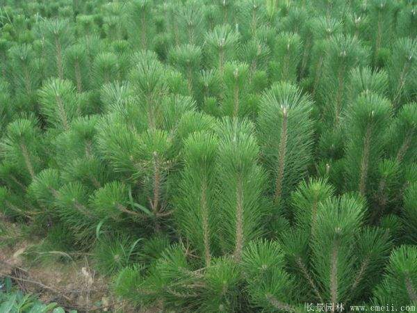 優質黑松樹 優質黑松樹