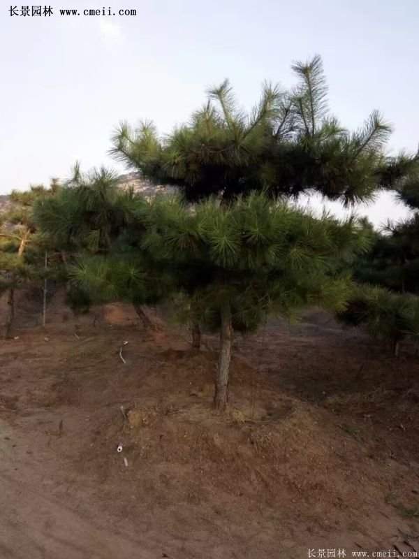沭陽(yáng)黑松苗、黑松樹 沭陽(yáng)黑松苗、黑松樹