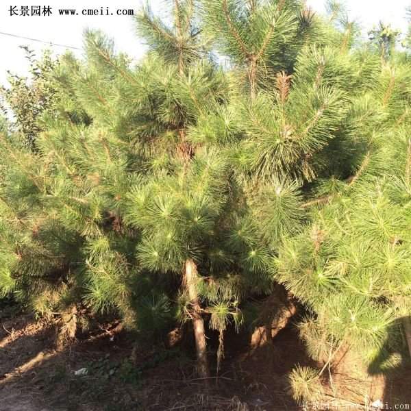 沭陽(yáng)黑松苗、黑松樹 沭陽(yáng)黑松苗、黑松樹