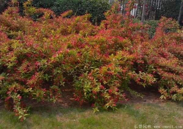 紅王子錦帶修剪方法 紅王子錦帶修剪方法