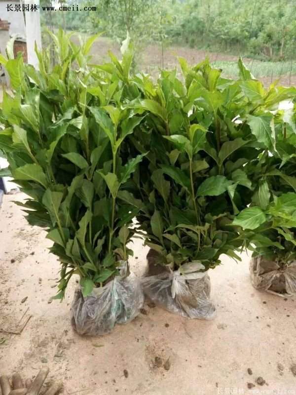 紅王子錦帶規格