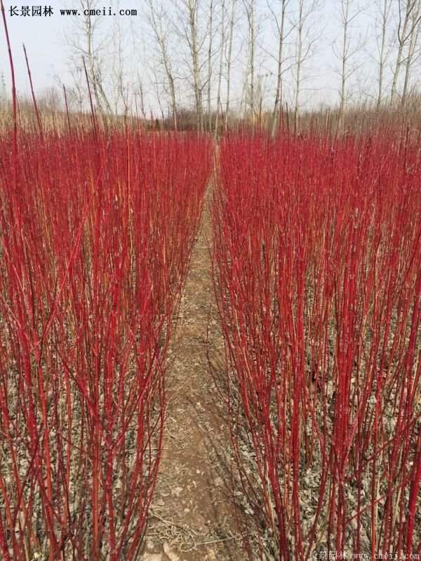 紅瑞木金牌的供應商 紅瑞木金牌的供應商