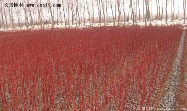 紅瑞木金牌的供應商 紅瑞木金牌的供應商