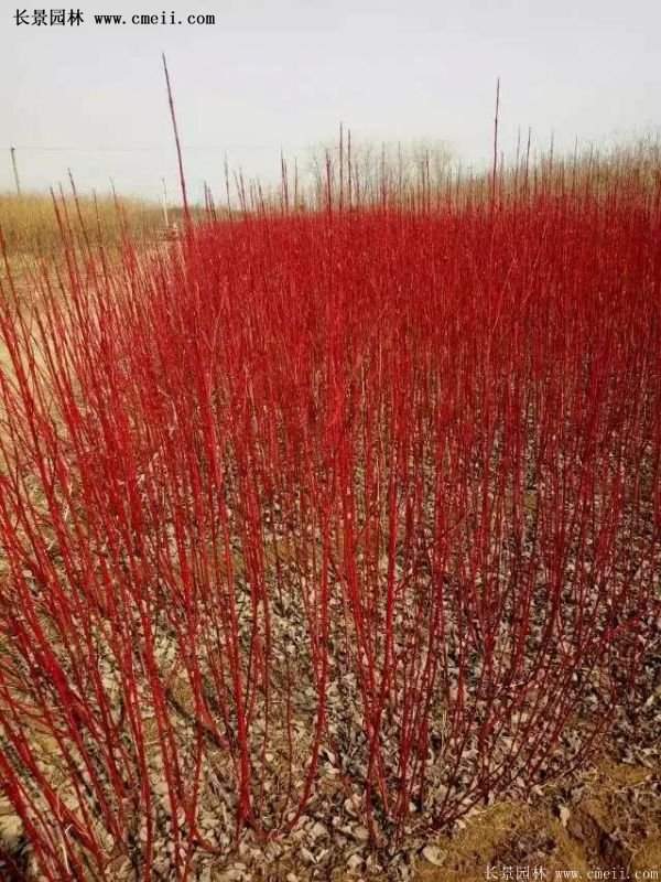 沭陽紅瑞木價格 沭陽紅瑞木價格