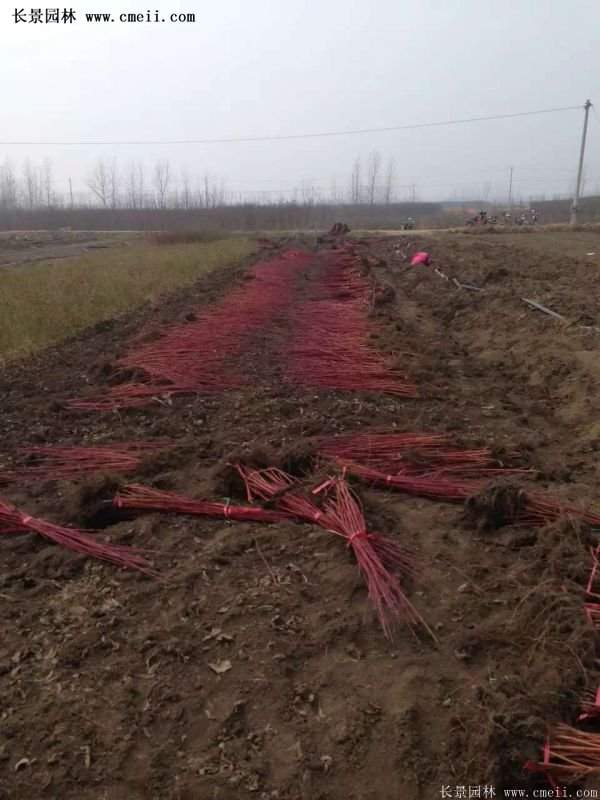 沭陽紅瑞木價格 沭陽紅瑞木價格