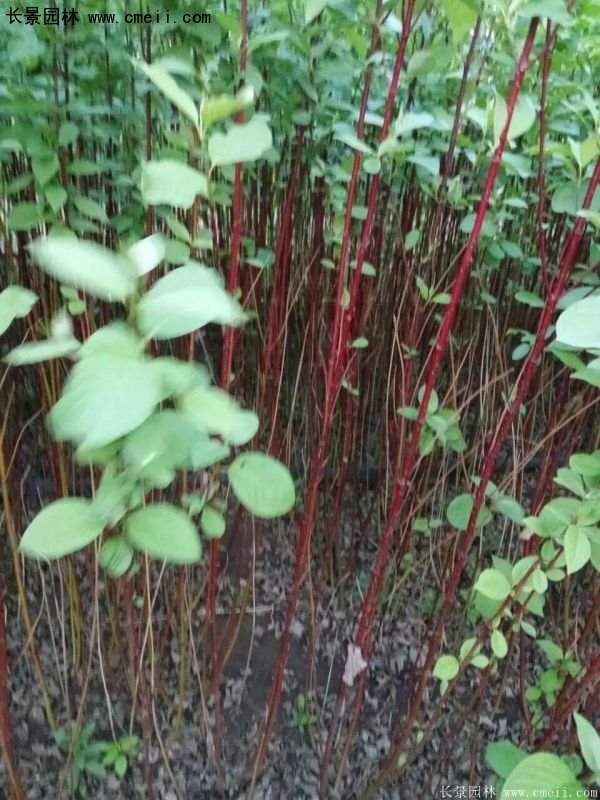 沭陽紅瑞木價格