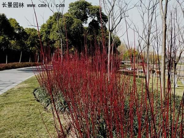 紅瑞木綠化 紅瑞木綠化