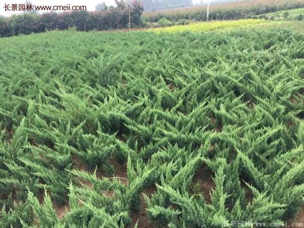 沭陽地柏的規格