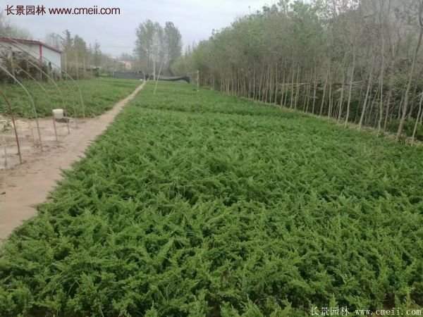 沭陽的地柏基地