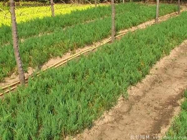 沭陽沙地柏基地 沭陽沙地柏基地