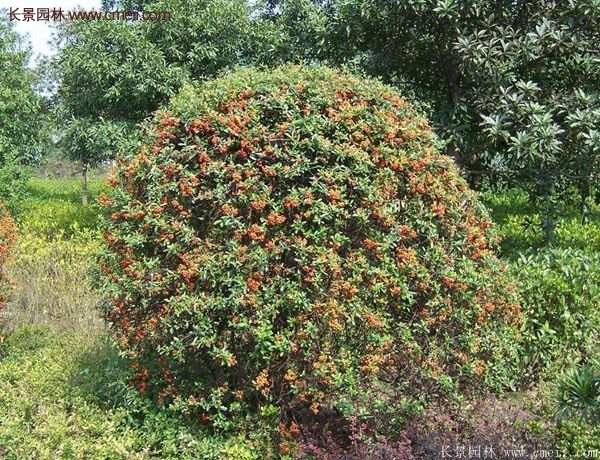 沭陽(yáng)火棘球