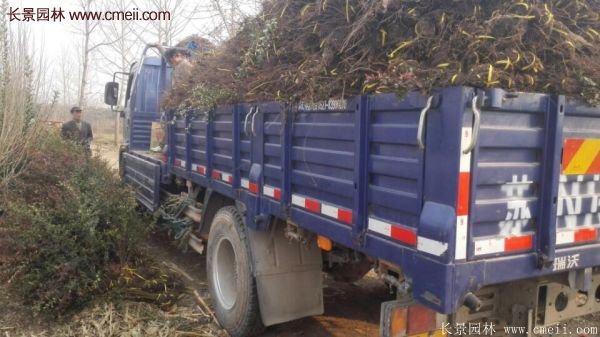 沭陽(yáng)火棘球