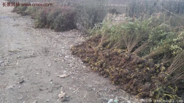 沭陽(yáng)火棘球