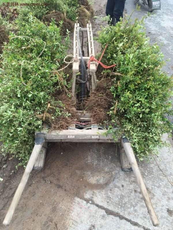 沭陽(yáng)火棘苗、火棘球