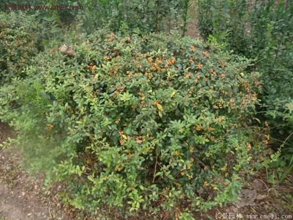 沭陽(yáng)火棘苗、火棘球