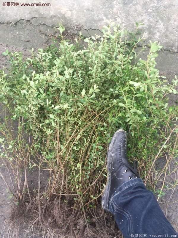 火棘銷售 火棘銷售