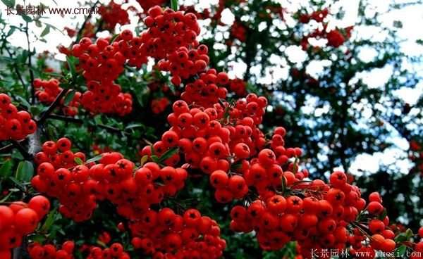 沭陽(yáng)低價(jià)火棘苗