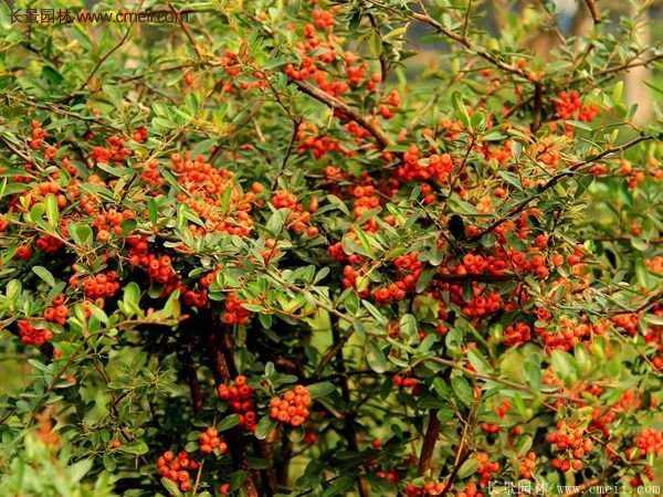 沭陽火棘苗、火棘球 沭陽火棘苗、火棘球