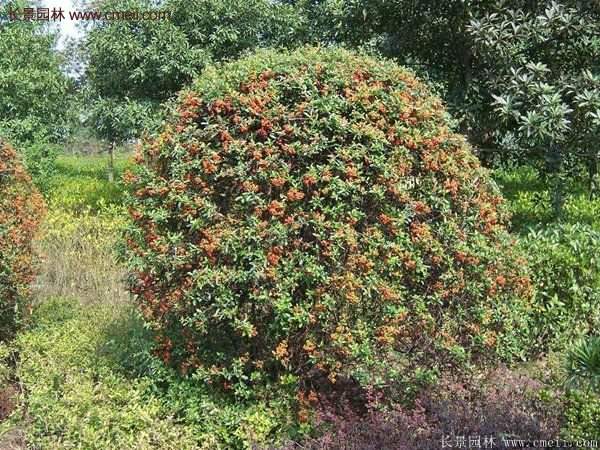 沭陽火棘苗、火棘球 沭陽火棘苗、火棘球