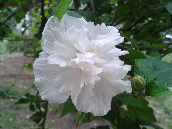 白花重瓣木槿圖片