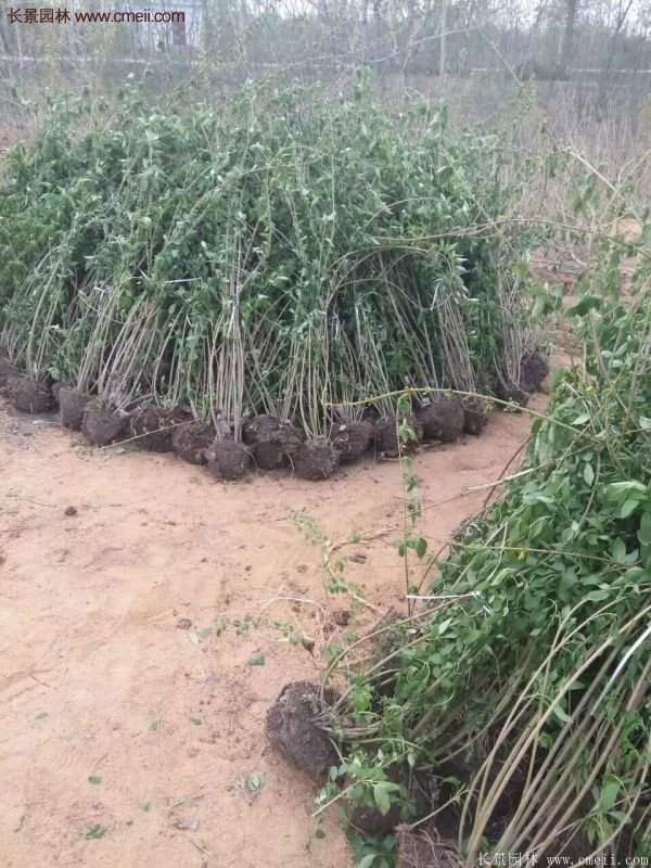 沭陽低價連翹苗